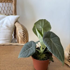 Alocasia ‘Maharani’
