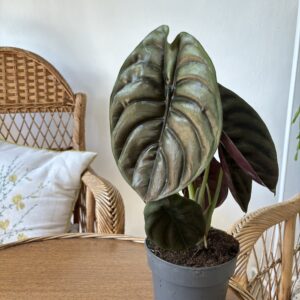 Alocasia cuprea ‘Red Secret’