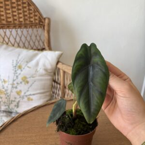 Alocasia ventusa