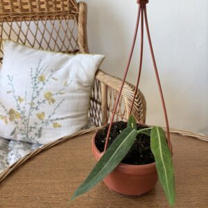 Anthurium pallidiflorum
