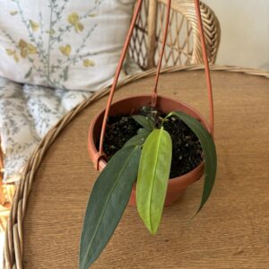 Anthurium wendlingeri
