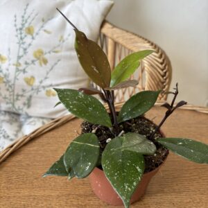 Hoya carnosa ‘Stardust’