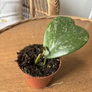 Hoya kerrii ‘Splash’