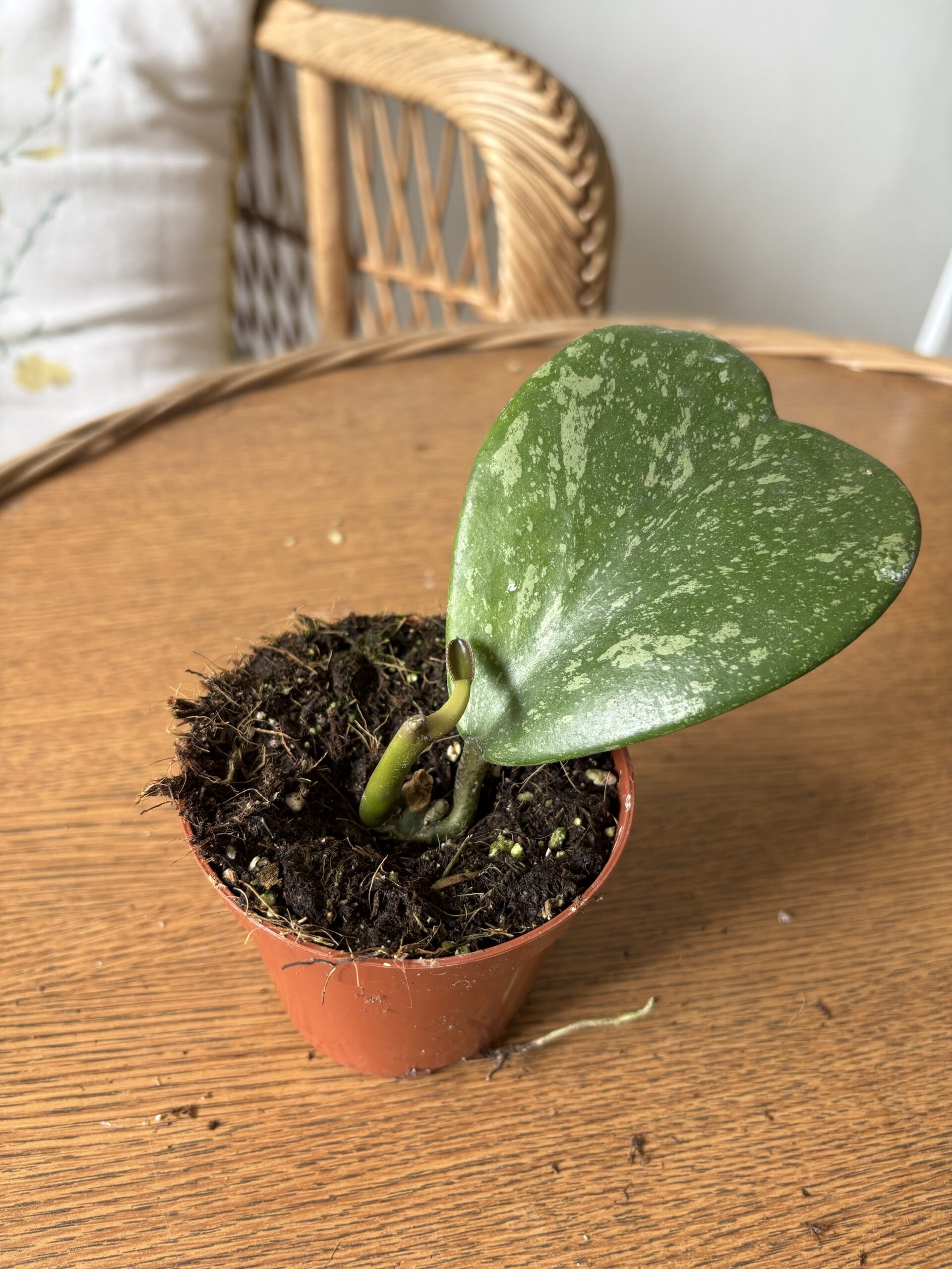 Hoya kerrii ‘Splash’