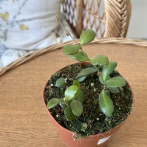 Hoya panchoi