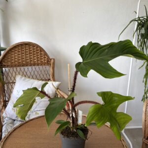 Philodendron squamiferum
