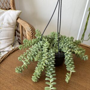 Sedum burrito