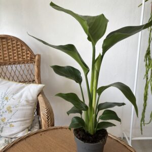 Strelitzia nicolai