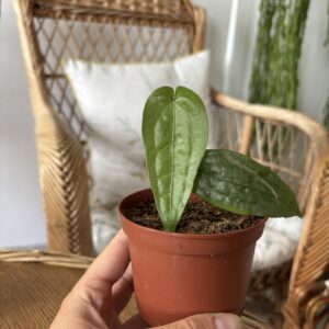 Anthurium sp Limon
