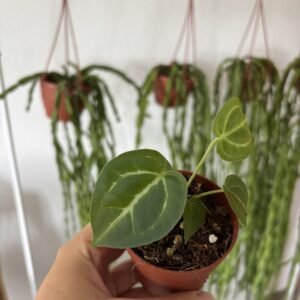 Anthurium NOID