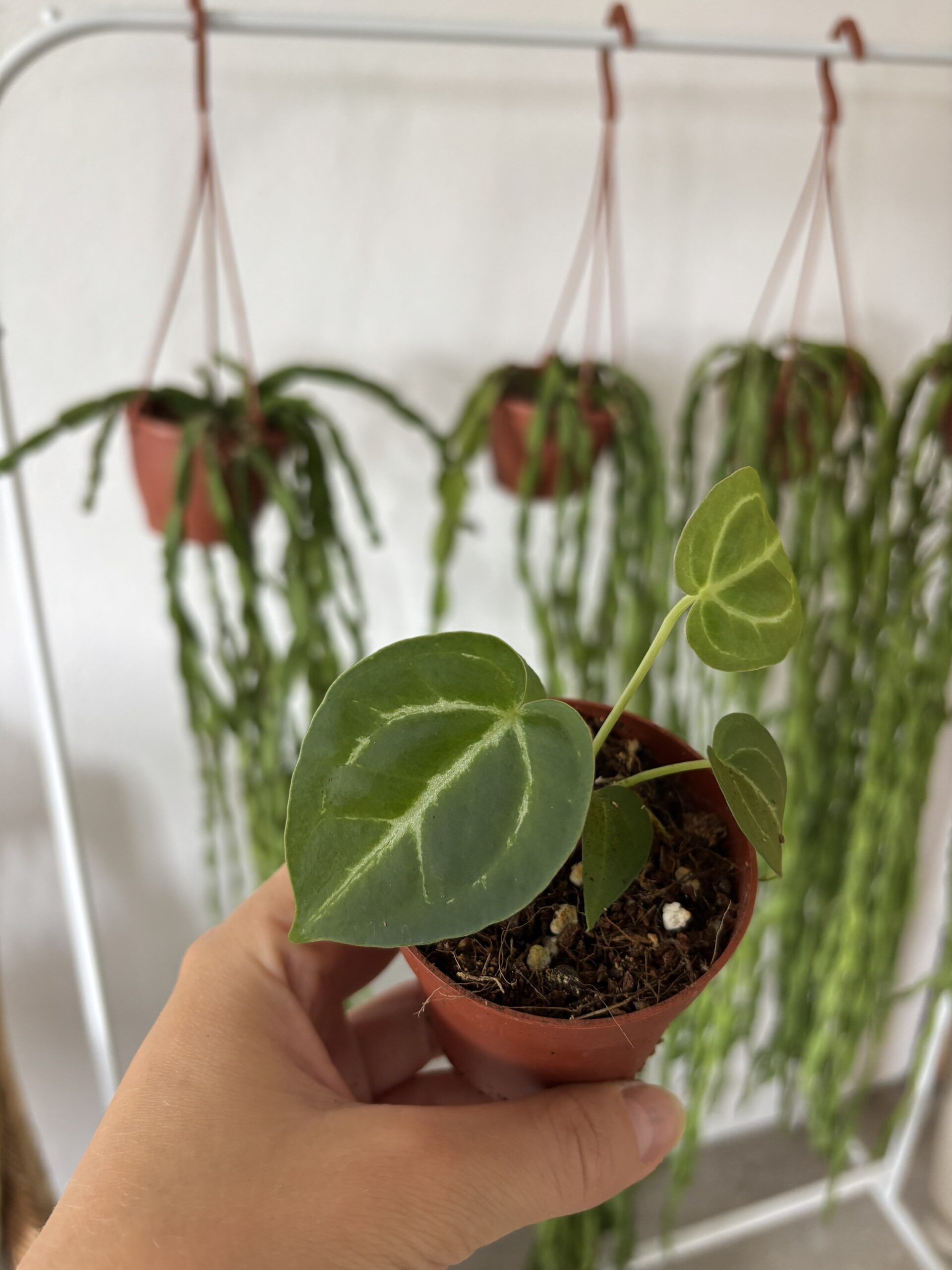 Anthurium NOID