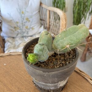 Trichocereus bridgesii monstrose