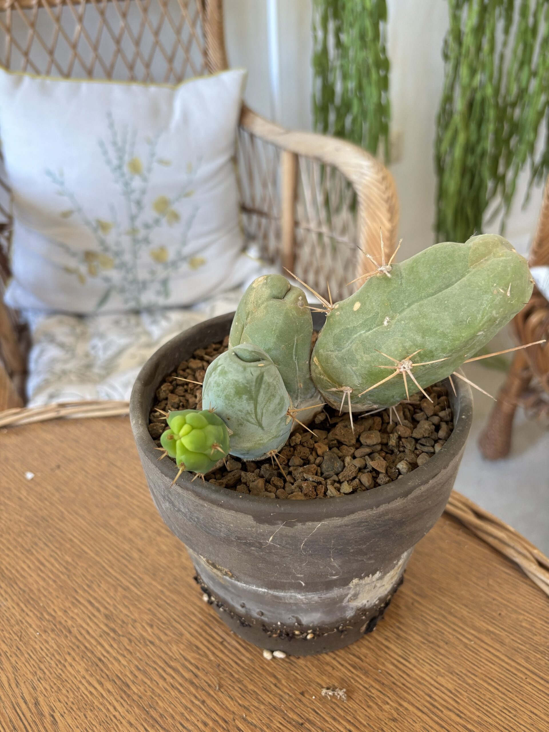 Trichocereus bridgesii monstrose
