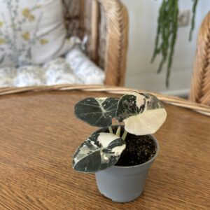 Alocasia ‘Black Velvet Pink Variegata’