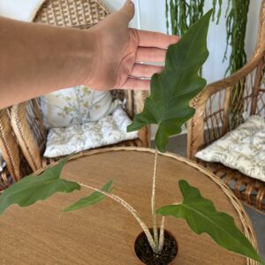 Alocasia ‘Boa’