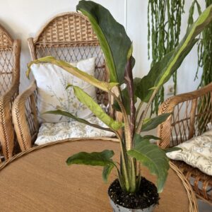 Alocasia lauterbachiana ‘Variegata’