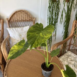 Alocasia macrorrhizos ‘Aurea Variegata’