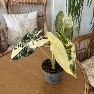 Alocasia micholitziana ‘Frydek’