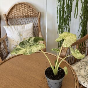 Alocasia odora ‘Variegata’