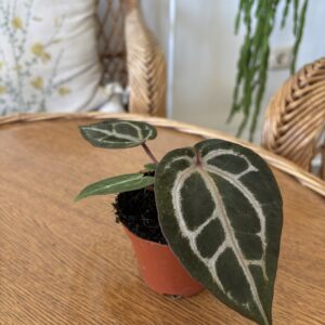 Anthurium ‘Red Crystallinum’