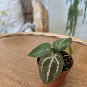 Anthurium Michelle x (Zara x Michelle)