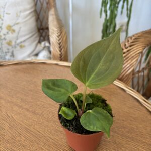 Anthurium portillae
