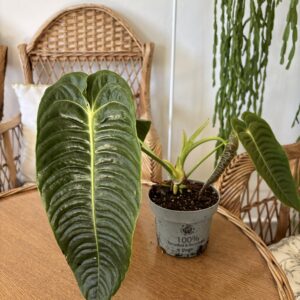 Anthurium veitchii