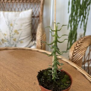 Ceropegia simoneae