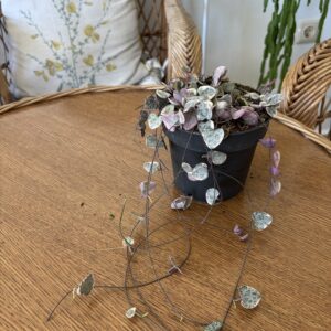 Ceropegia woodii ‘Variegata’
