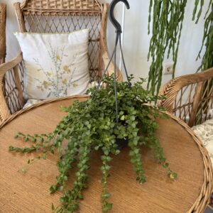 Dischidia ruscifolia
