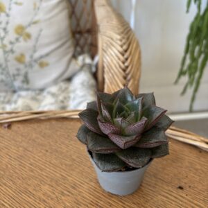 Echeveria purpurosum