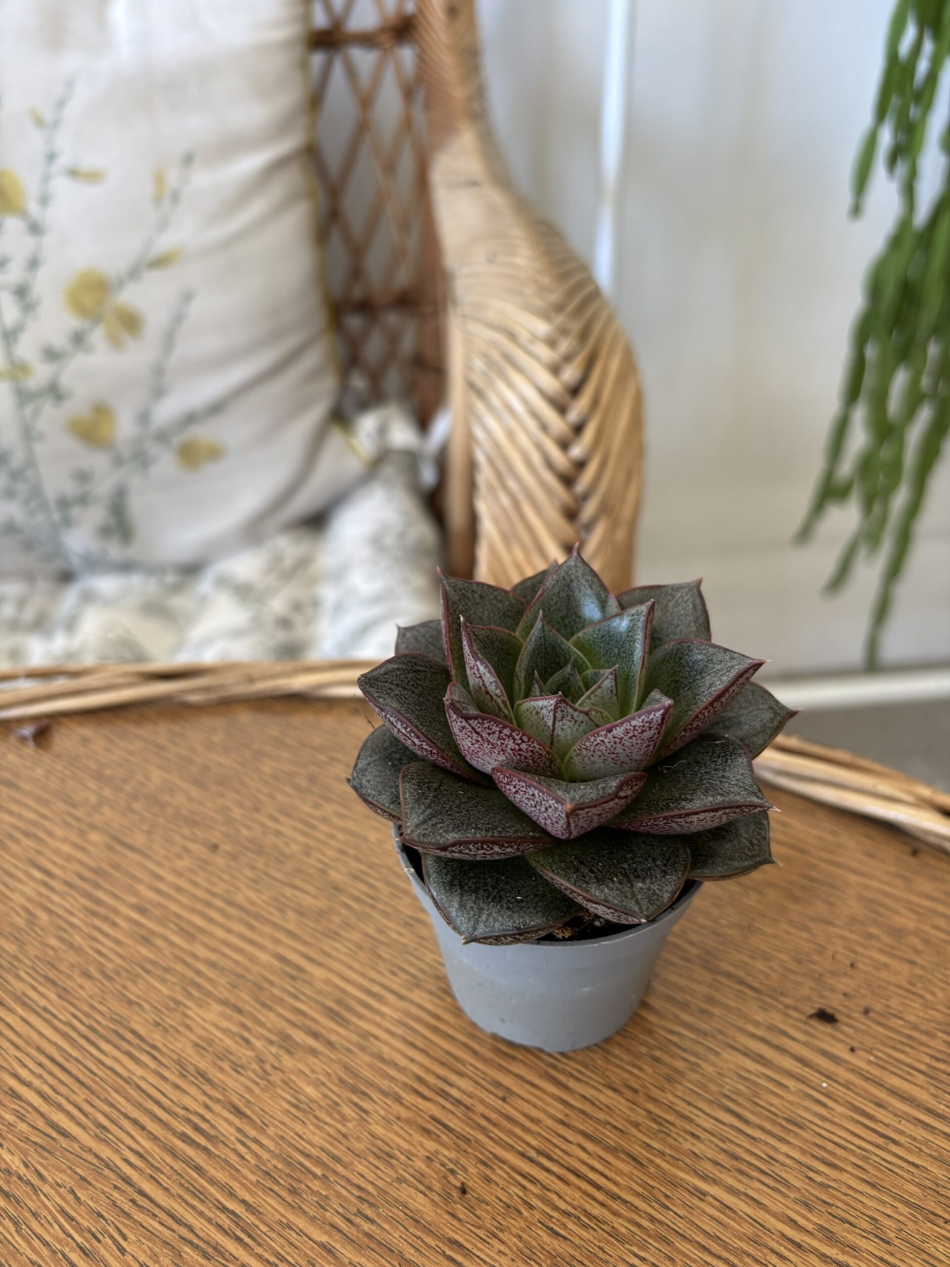 Echeveria purpurosum