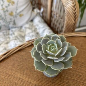 Echeveria ‘Lola’