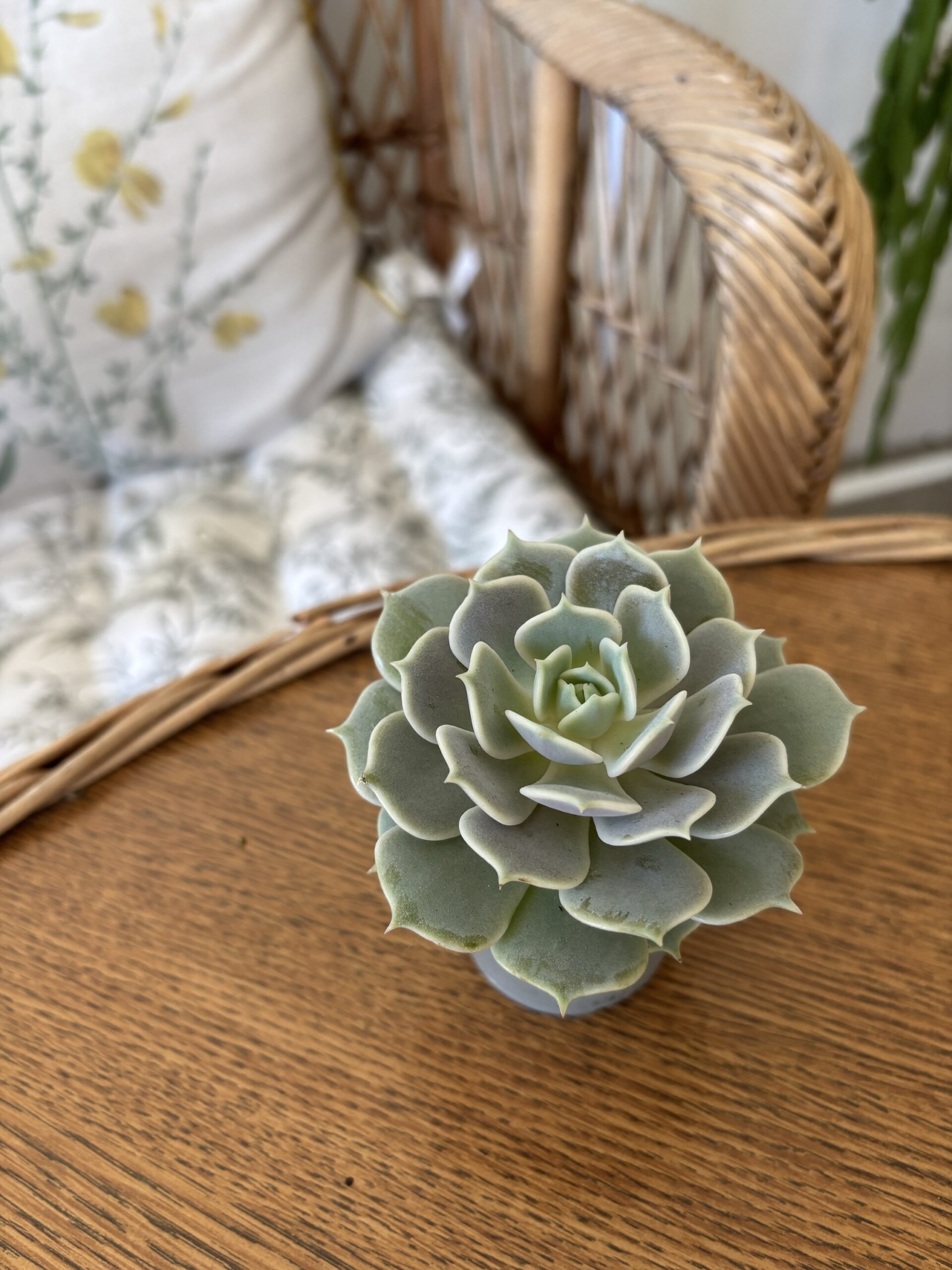 Echeveria ‘Lola’