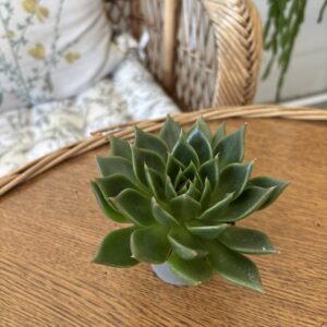 Echeveria MIX1