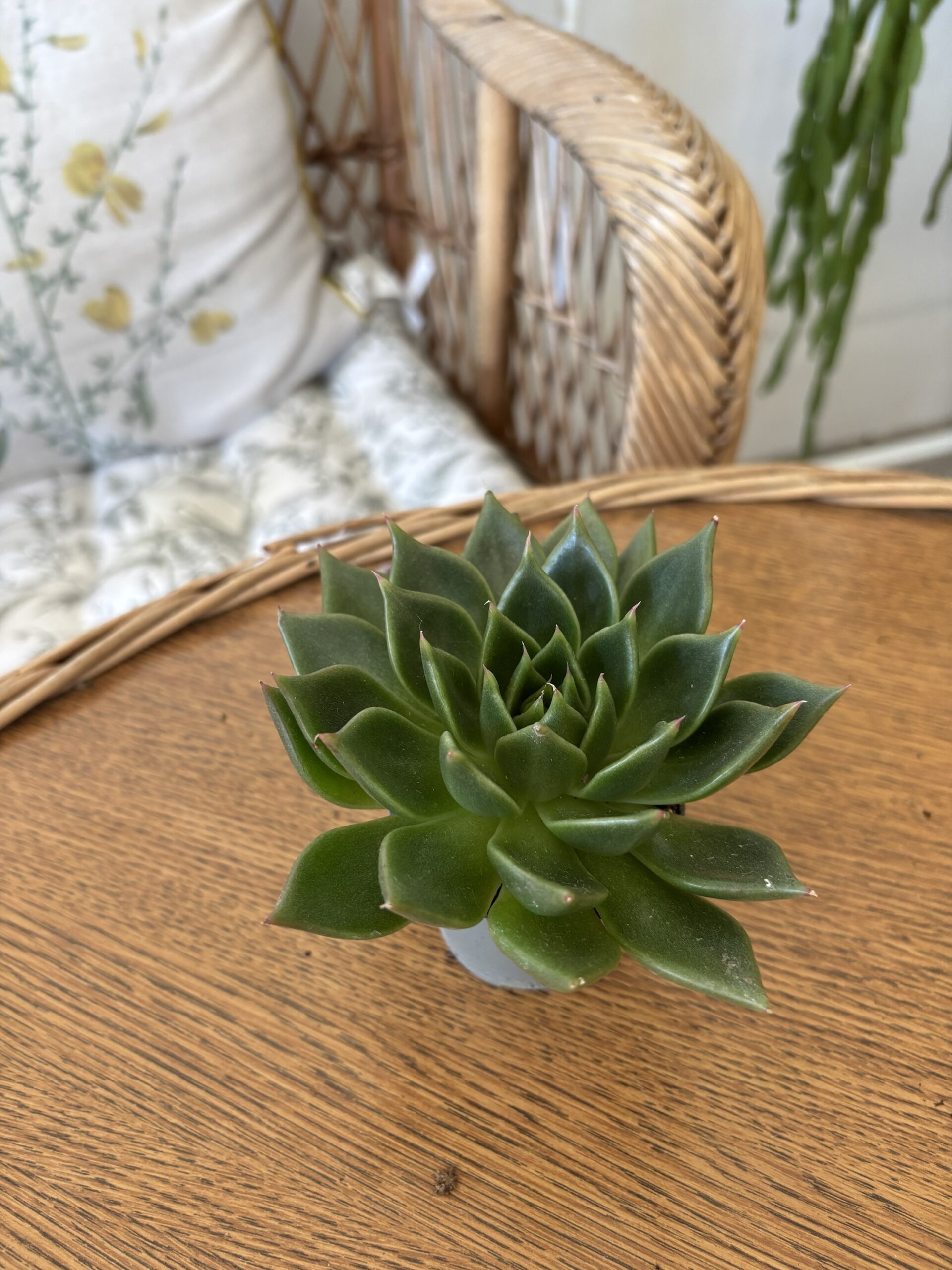 Echeveria MIX1