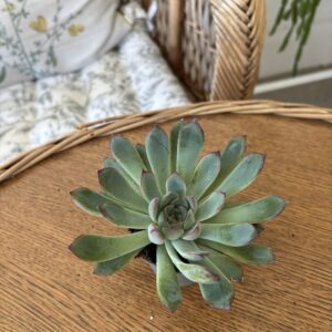 Echeveria MIX3