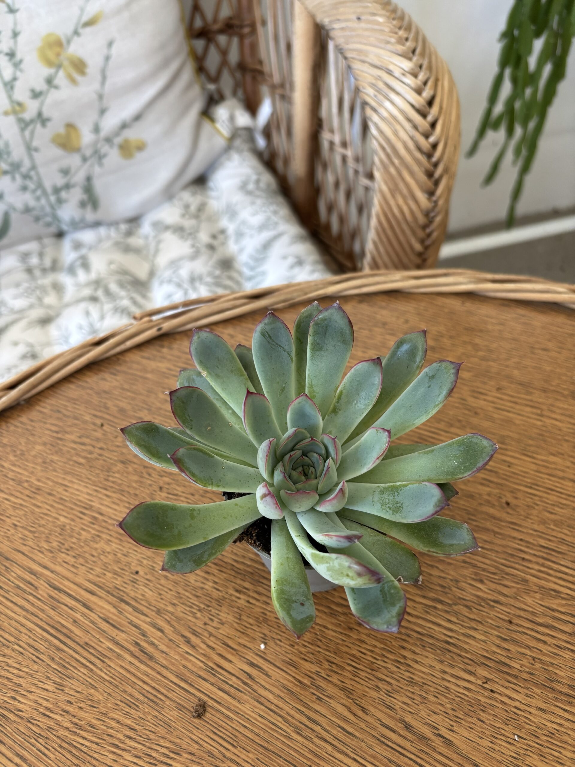 Echeveria MIX3