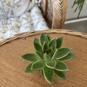 Echeveria MIX2