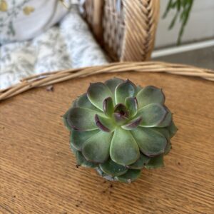 Echeveria MIX4
