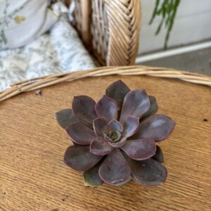 Echeveria MIX5