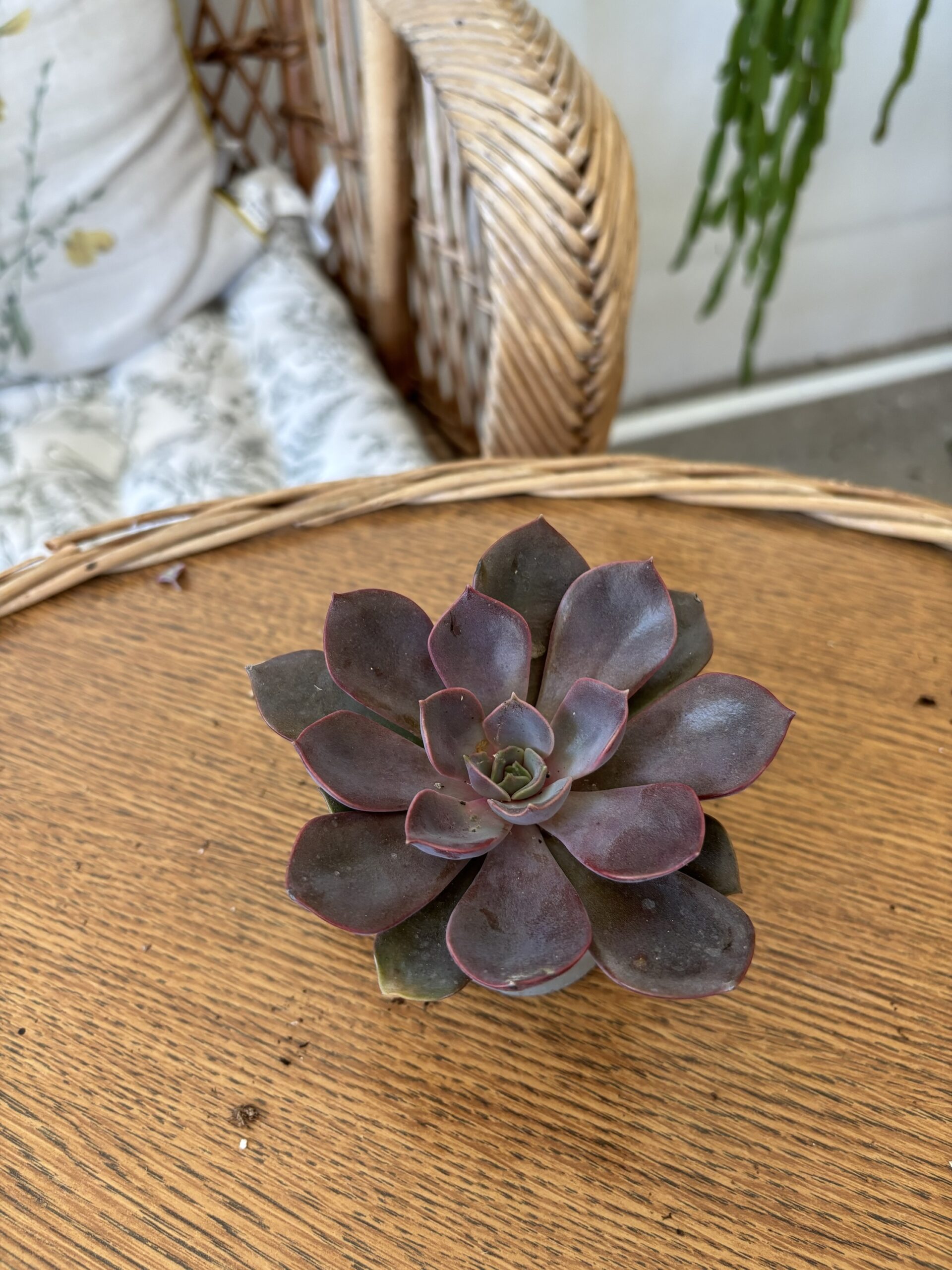 Echeveria MIX5