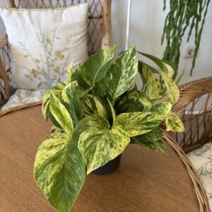 Epipremnum ‘Snow Leopard’