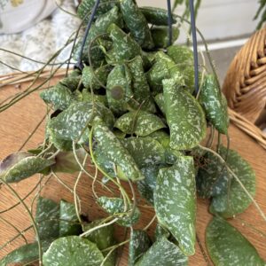 Hoya imbricata