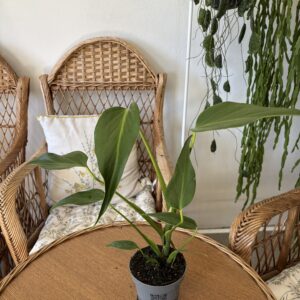Monstera ‘Burle Marx Flame’