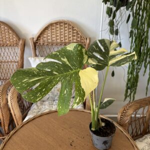 Monstera ‘Thai Constellation’