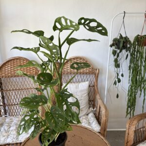 Monstera Adansonii
