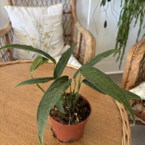 Monstera obliqua Yasuni