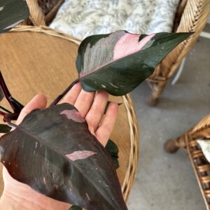 Philodendron ‘Red Anderson’