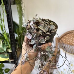 Ceropegia woodii ‘Variegata’